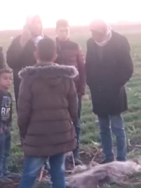 Viranşehir'de köpekler dehşet saçtı: 2 keçi telef oldu