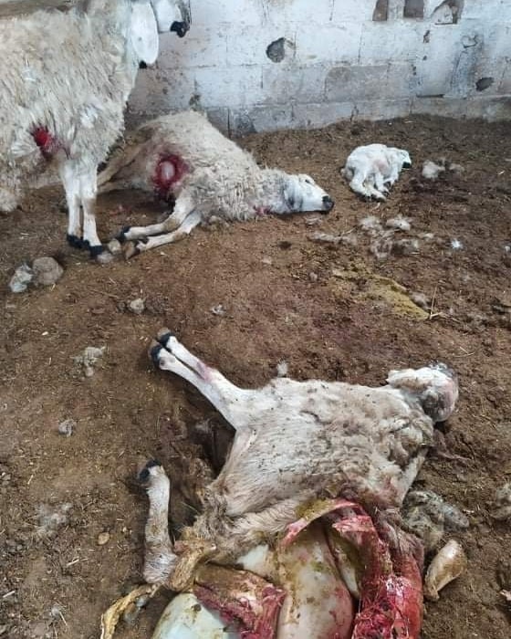 Urfa'da kurt çiftliğe girdi: Çok sayıda koyun telef oldu