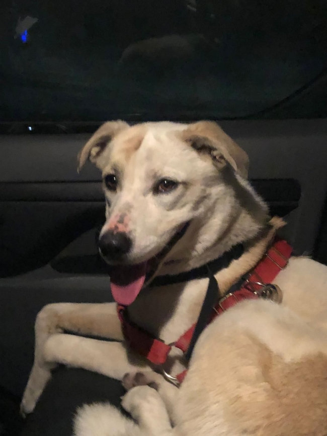 Şanlıurfa’da kayıp köpek aranıyor
