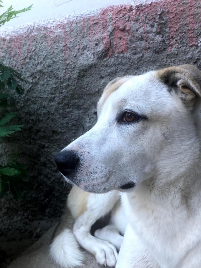 Şanlıurfa’da kayıp köpek aranıyor