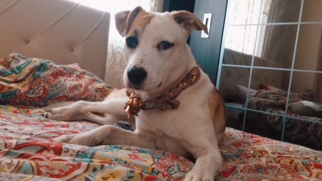 Şanlıurfa’da kayıp köpek aranıyor