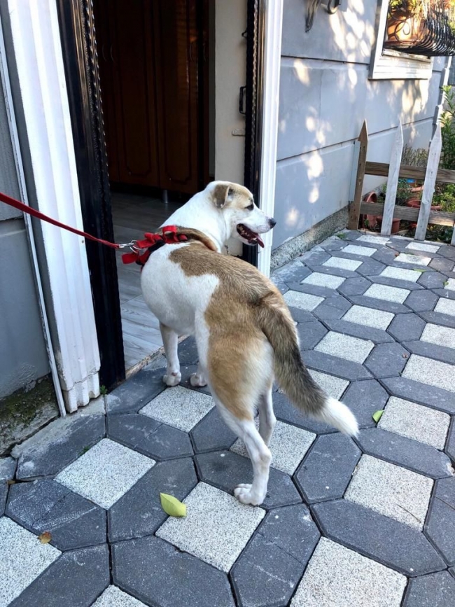 Şanlıurfa’da kayıp köpek aranıyor