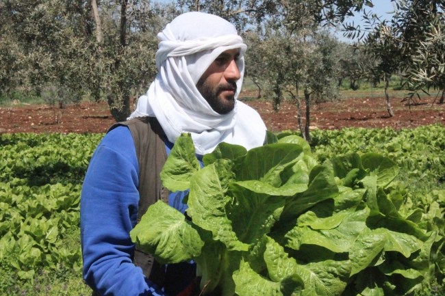 Marul tarlada 2 TL markette 10 TL