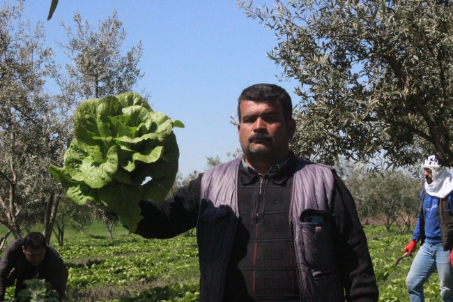 Marul tarlada 2 TL markette 10 TL