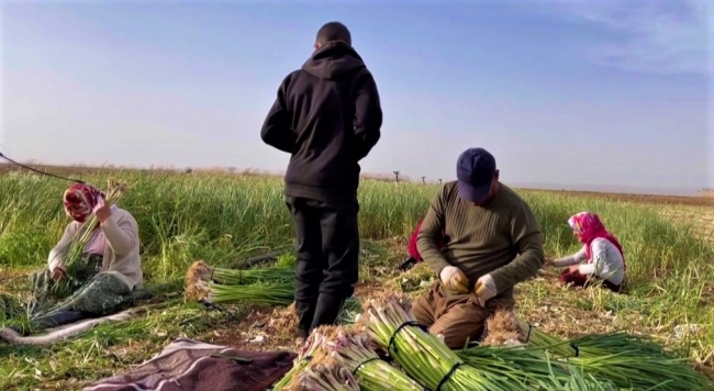 Urfa’da çiftçilerin alternatif ürünü sarımsak