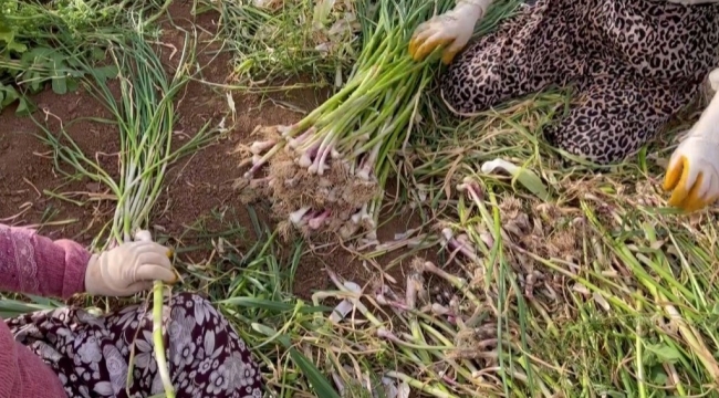 Urfa’da çiftçilerin alternatif ürünü sarımsak