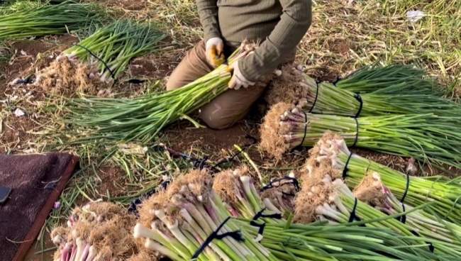 Urfa’da çiftçilerin alternatif ürünü sarımsak
