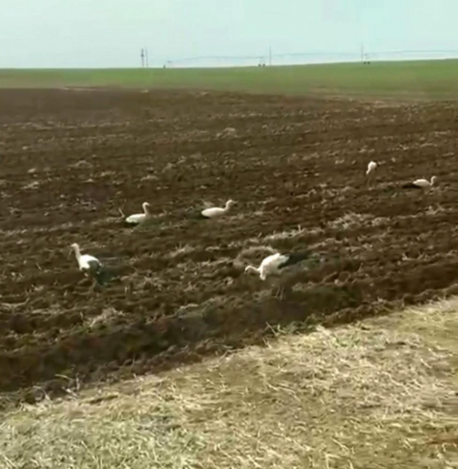 Leyleklerden Şanlıurfa'da göç molası