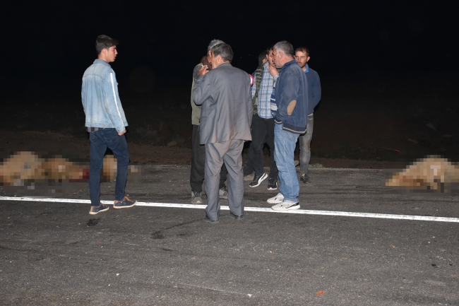  Şanlıurfa’da otomobil koyun sürüsüne daldı 12 koyun telef