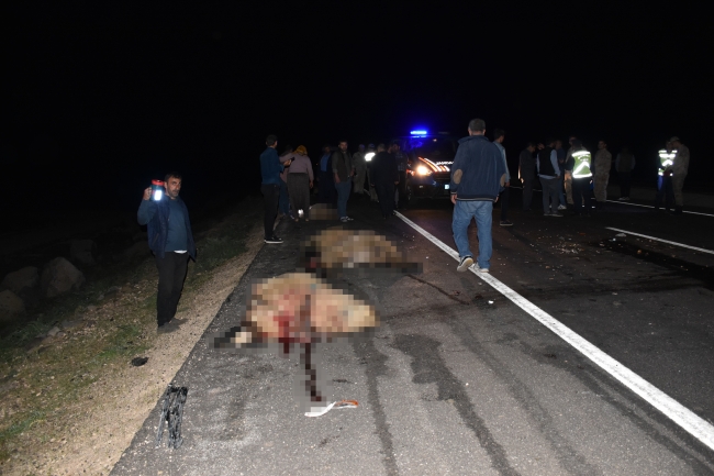  Şanlıurfa’da otomobil koyun sürüsüne daldı 12 koyun telef