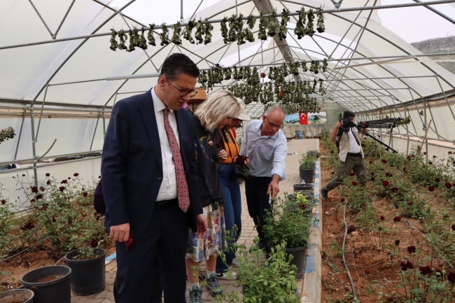 Halfeti'nin simgesi karagül çiçek açtı