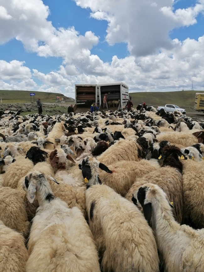 4 bin 500 koyun sürgün edildi