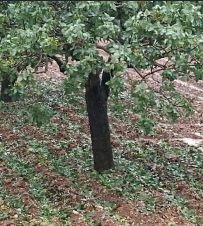 Urfa'da yağmur ve fırtına sonrası yaşananlar!