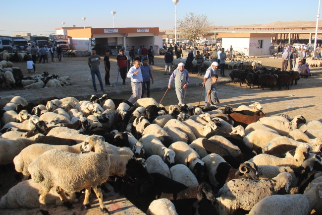Şanlıurfa hayvan pazarlarında hareketlilik başladı
