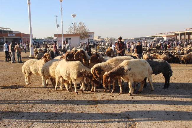 Şanlıurfa hayvan pazarlarında hareketlilik başladı
