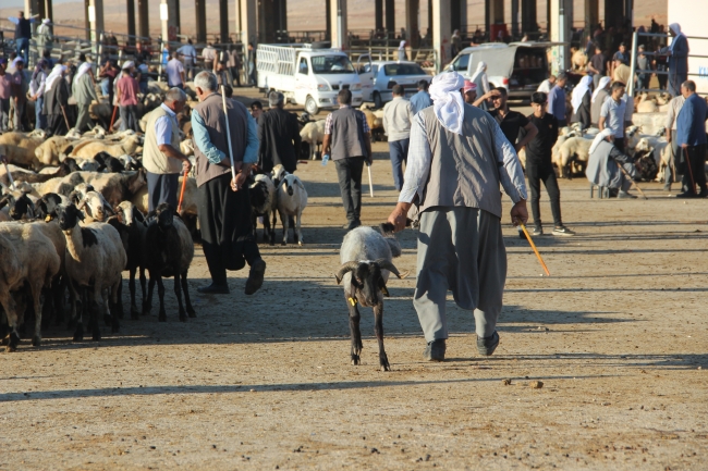 Şanlıurfa hayvan pazarlarında hareketlilik başladı