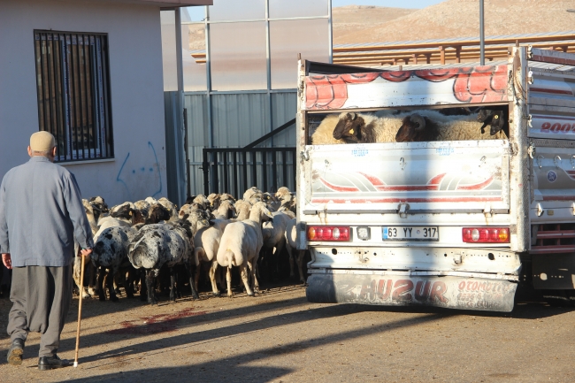 Şanlıurfa hayvan pazarlarında hareketlilik başladı