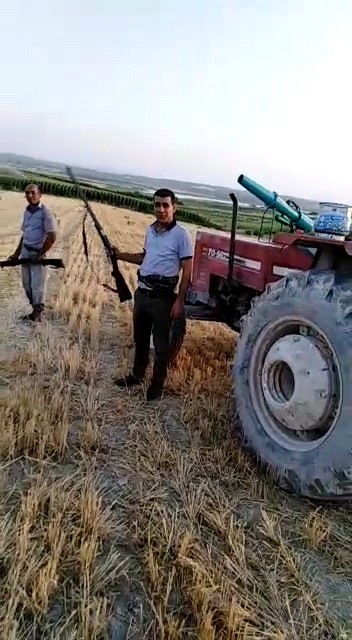 Çiftçiler ürünlerini domuzlardan korumak için silahla nöbet tutuyor