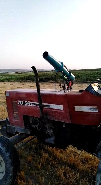 Çiftçiler ürünlerini domuzlardan korumak için silahla nöbet tutuyor