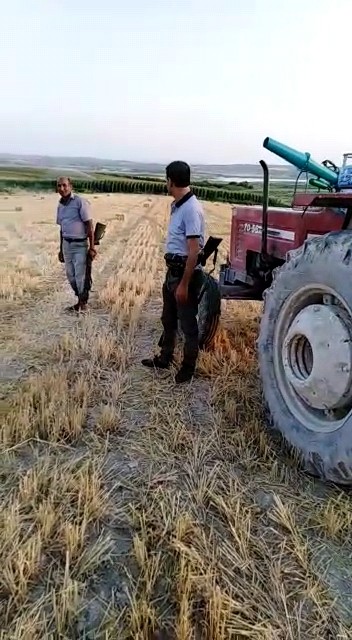 Çiftçiler ürünlerini domuzlardan korumak için silahla nöbet tutuyor