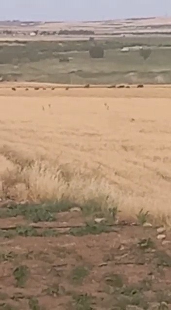 Çiftçiler ürünlerini domuzlardan korumak için silahla nöbet tutuyor