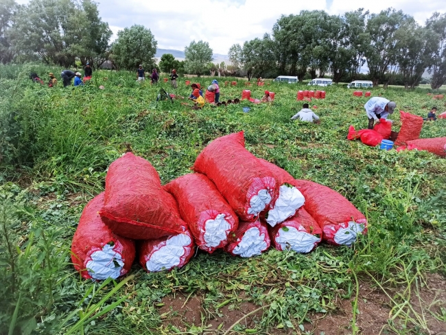 Bin kilometrelik yoldan bezelye toplamaya geldiler