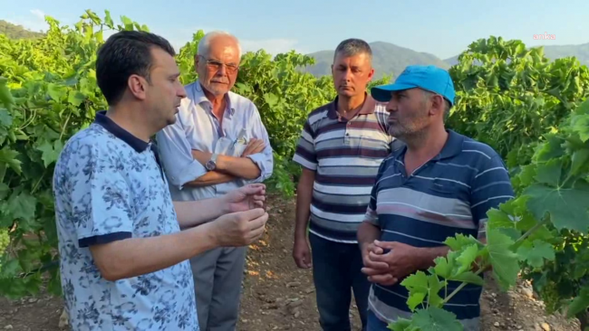 ÜZÜM ÜRETİCİSİ: BU SENE 25 LİRANIN ALTINDA ÜZÜM OLMAMASI GEREKİR!