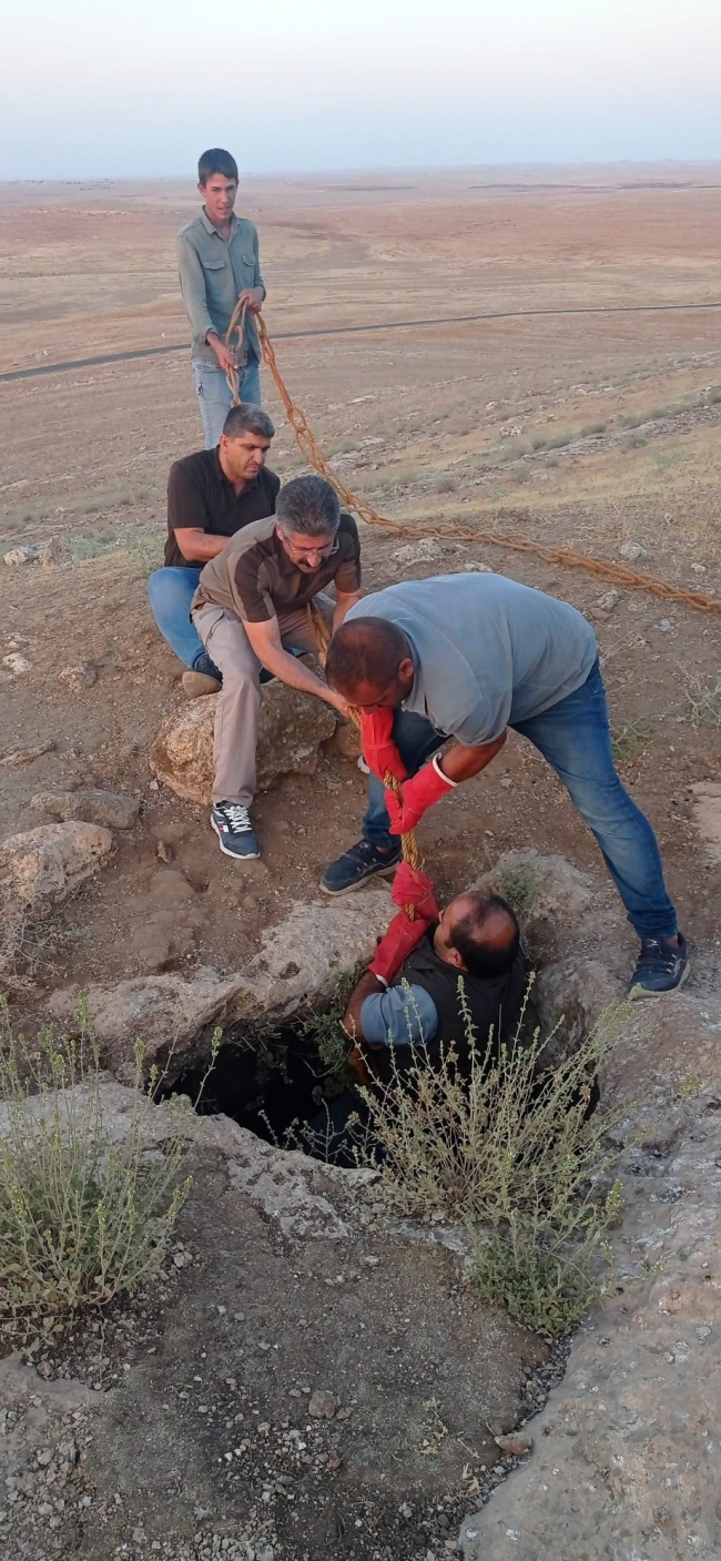 SARNICA DÜŞEN ÇÖL VARANI KURTARILDI