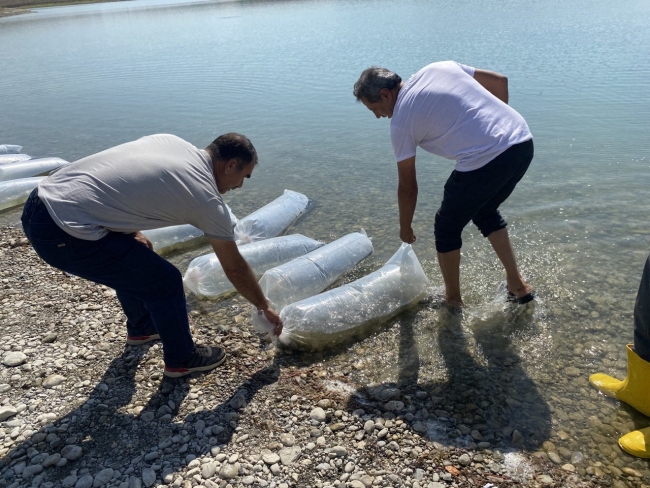 Atatürk Baraj Göletine 7 milyon 180 bin balık bırakıldı