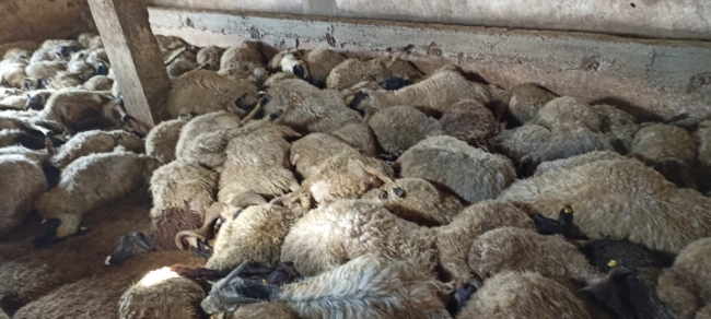 Ahıra girdiğinde 130 koyunu telef olmuş halde buldu