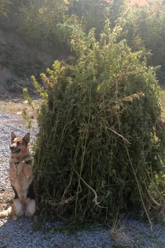 Kendiliğinden yetişen 66 bin 622 kök kenevir imha edildi