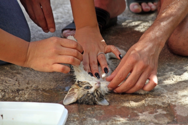 YARALI KEDİYE HAYAT ÖPÜCÜĞÜ