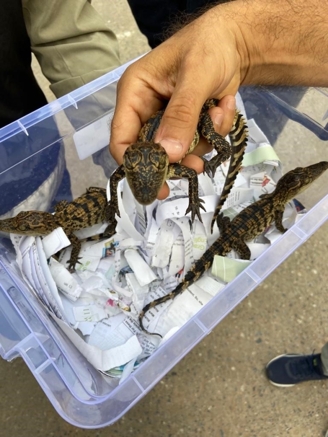 TİMSAH OPERASYONU