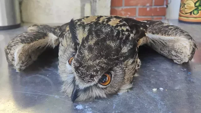 ŞANLIURFA'DA KAÇAK AVCILARA 57 BİN LİRALIK CEZA!