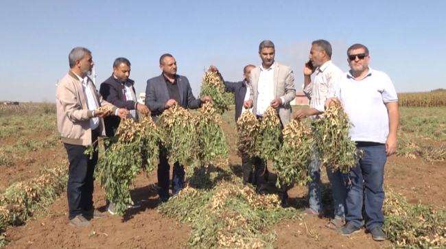 HARRAN OVASI'NDA YER FISTIĞI BEREKETİ