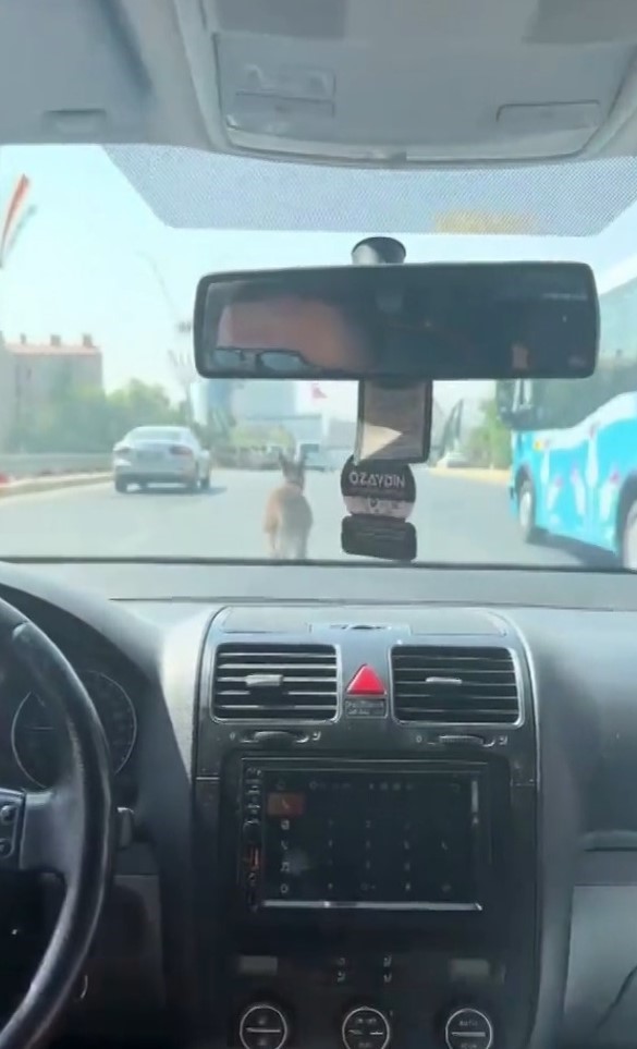 ŞANLIURFA’DA İNATÇI EŞEK TRAFİĞİ BİRBİRİNE KATTI