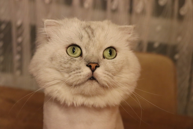 UYUZ İÇİN KEDİLERDE HİJYENE DİKKAT!