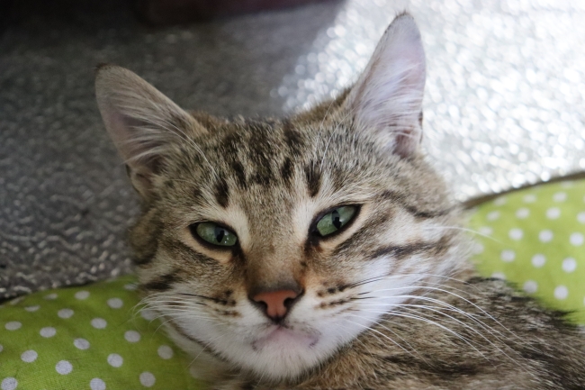 UYUZ İÇİN KEDİLERDE HİJYENE DİKKAT!