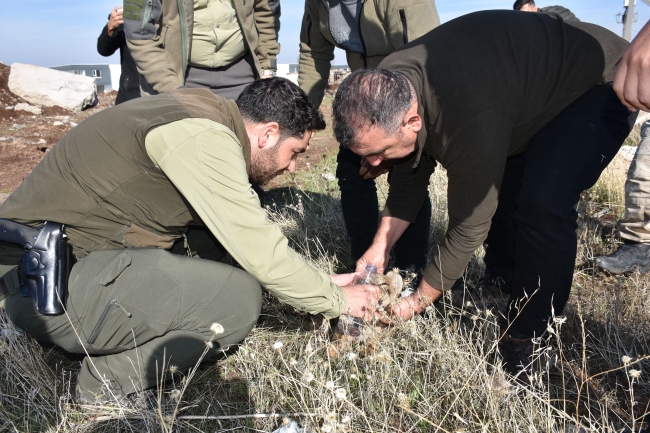 SİVEREK’TE GÖRÜLEN ASLAN YAVRUSU ARAMALAR SONUCU BULUNDU