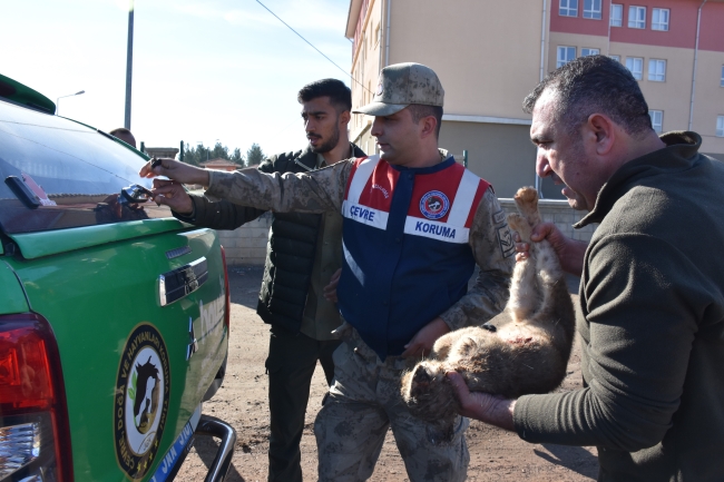 SİVEREK’TE GÖRÜLEN ASLAN YAVRUSU ARAMALAR SONUCU BULUNDU