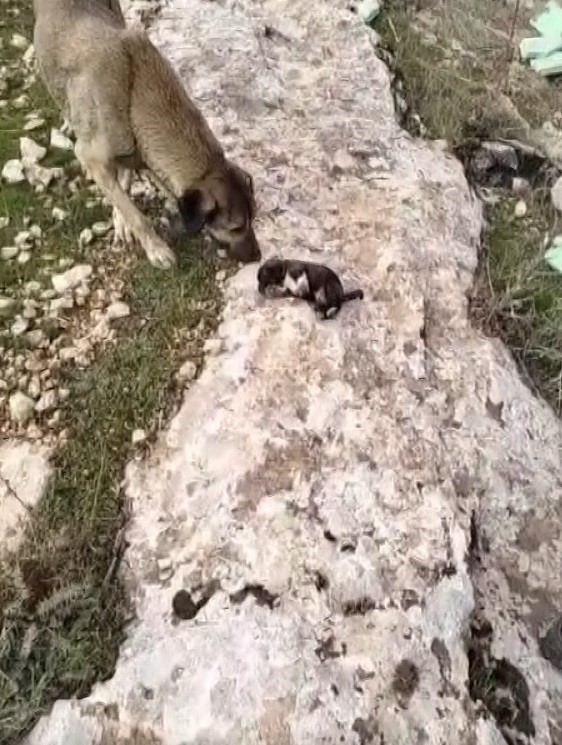 MOLOZLARIN ALTINDA SIKIŞAN YAVRU KÖPEKLER KURTARILDI