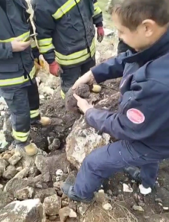 MOLOZLARIN ALTINDA SIKIŞAN YAVRU KÖPEKLER KURTARILDI