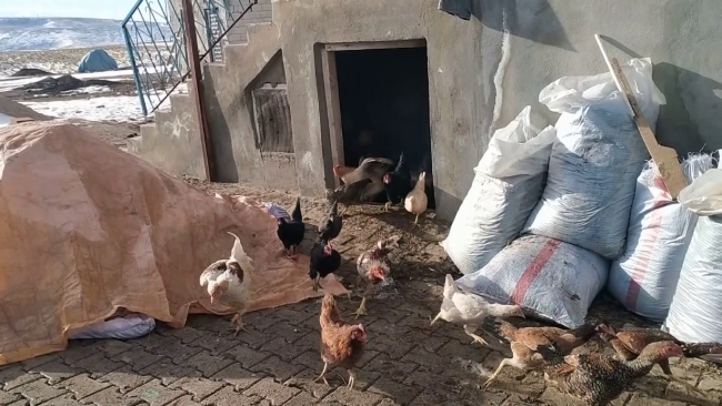 KURNAZ TİLKİ BU KEZ YAKAYI ELE VERDİ