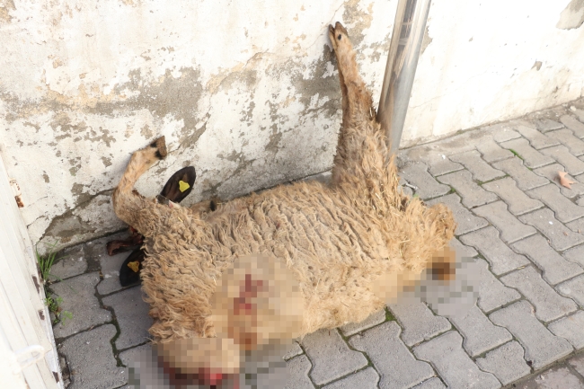KOYUNLARI ÖLEN ADAM KENDİNİ YAKMAYA ÇALIŞTI