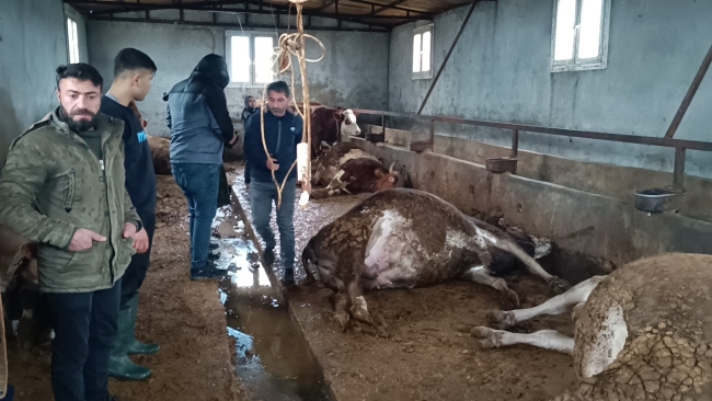 AHIRA DÜŞEN YILDIRIM 3 BÜYÜKBAŞ HAYVANI TELEF ETTİ