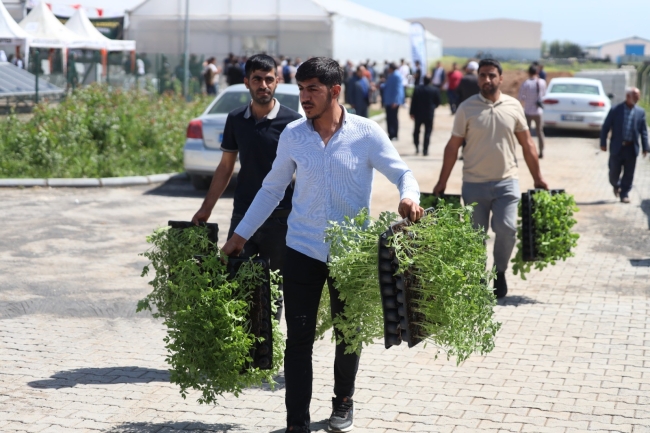 ŞANLIURFA’DA ÇİFTÇİLERE 2 MİLYON SEBZE FİDESİ DAĞITILDI