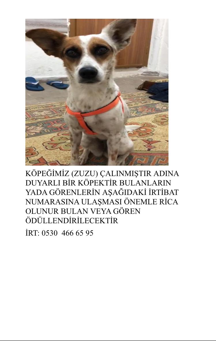 Urfada çalınan köpeğini ilanla arıyor
