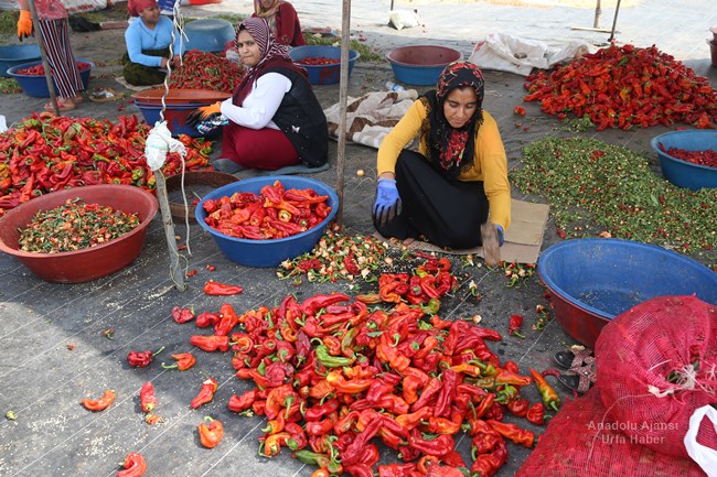 Türkiye'de zengin yemek kültürüyle dikkati çeken Şanlıurfa mutfağının demirbaşlarından isot, hummalı bir çalışma sonucu tüketime hazır hale gelirken, ev kadınlarına da ekmek kapısı oluyor.