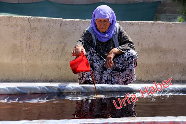 Urfa'da pekmez zamanı başladı