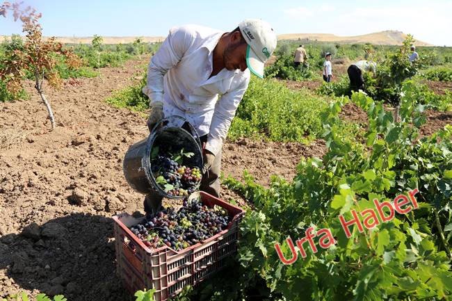 Urfa'da pekmez zamanı başladı